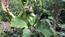 Kahverengi kokarca böceği fındık üretimini tehdit ediyor