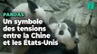 Le départ de ces pandas illustre les tensions diplomatiques entre la Chine et les États-Unis