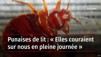 Punaises de lit : leur invasion inattendue en plein jour 🕷️