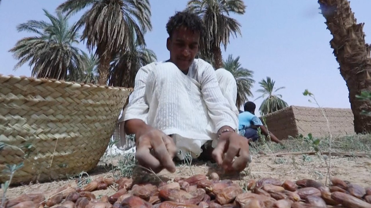 السودان.. تأثير الحرب على قطاع التمور