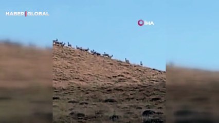 Hakkari'de dağ keçileri sürüsü görüldü