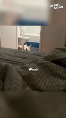 Adorable and Funny Dog Moments That Will Make Your Day 🐶