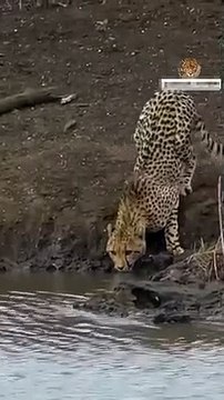 Le tueur sournois est soudainement apparu ! C'est ainsi que le chasseur le plus rapide de la nature est devenu une proie