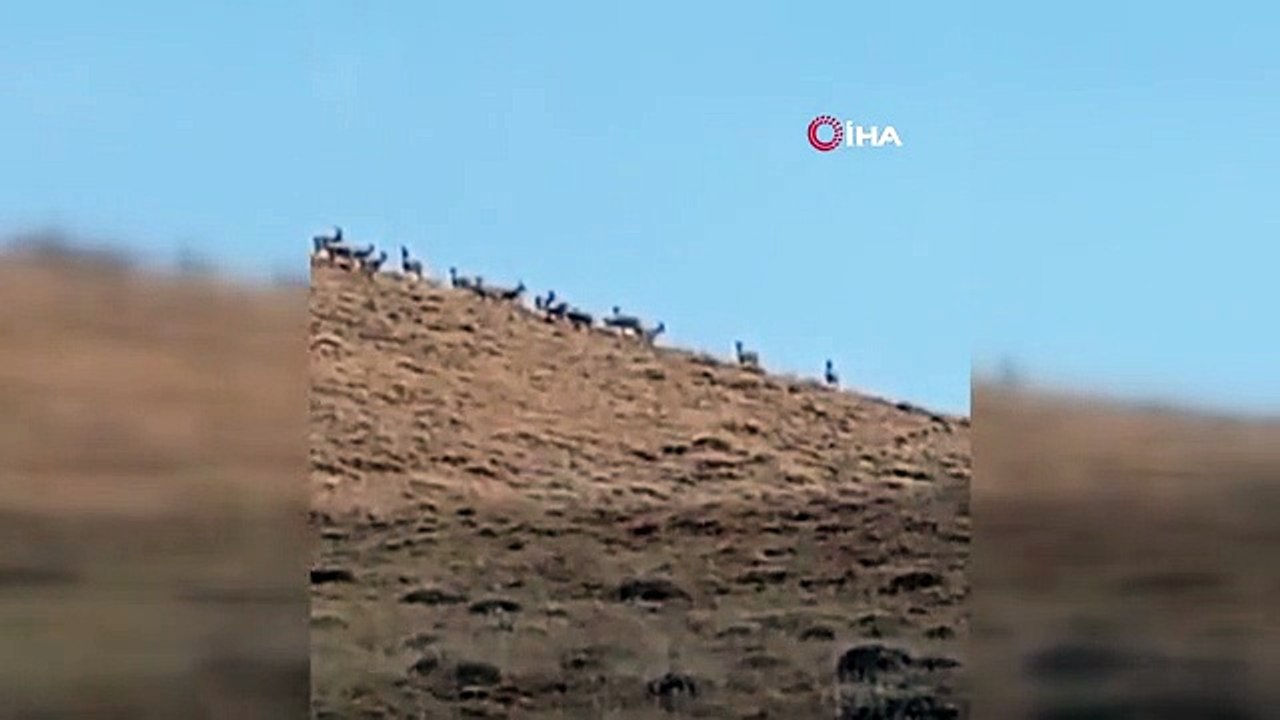 Un troupeau de chèvres de montagne a été aperçu dans les montagnes Hakkari