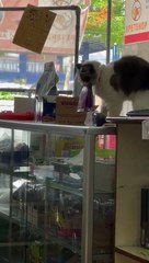Shop Cat Knows Where to Find the Treats