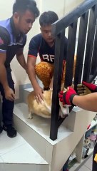 Rescuing a Corgi With His Head Stuck in the Stairs