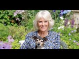 Camilla, Duchess of Cornwall Shares a Surprise Photo Costarring Her Dog Beth for 75th Birthday