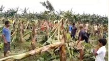 किशनगंज: आंधी-तूफ़ान ने मचाई तबाही, केला के फसल को हुआ नुकसान