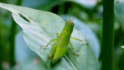 Grasshopper nymph