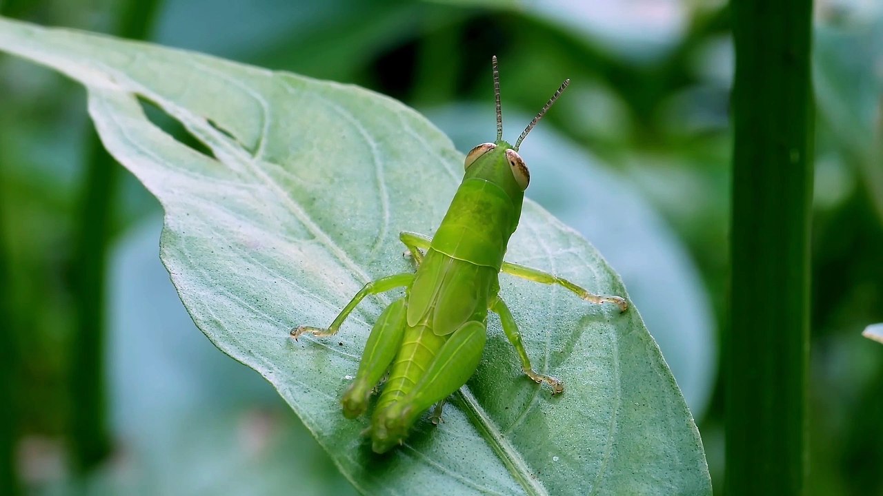 Grasshopper nymph