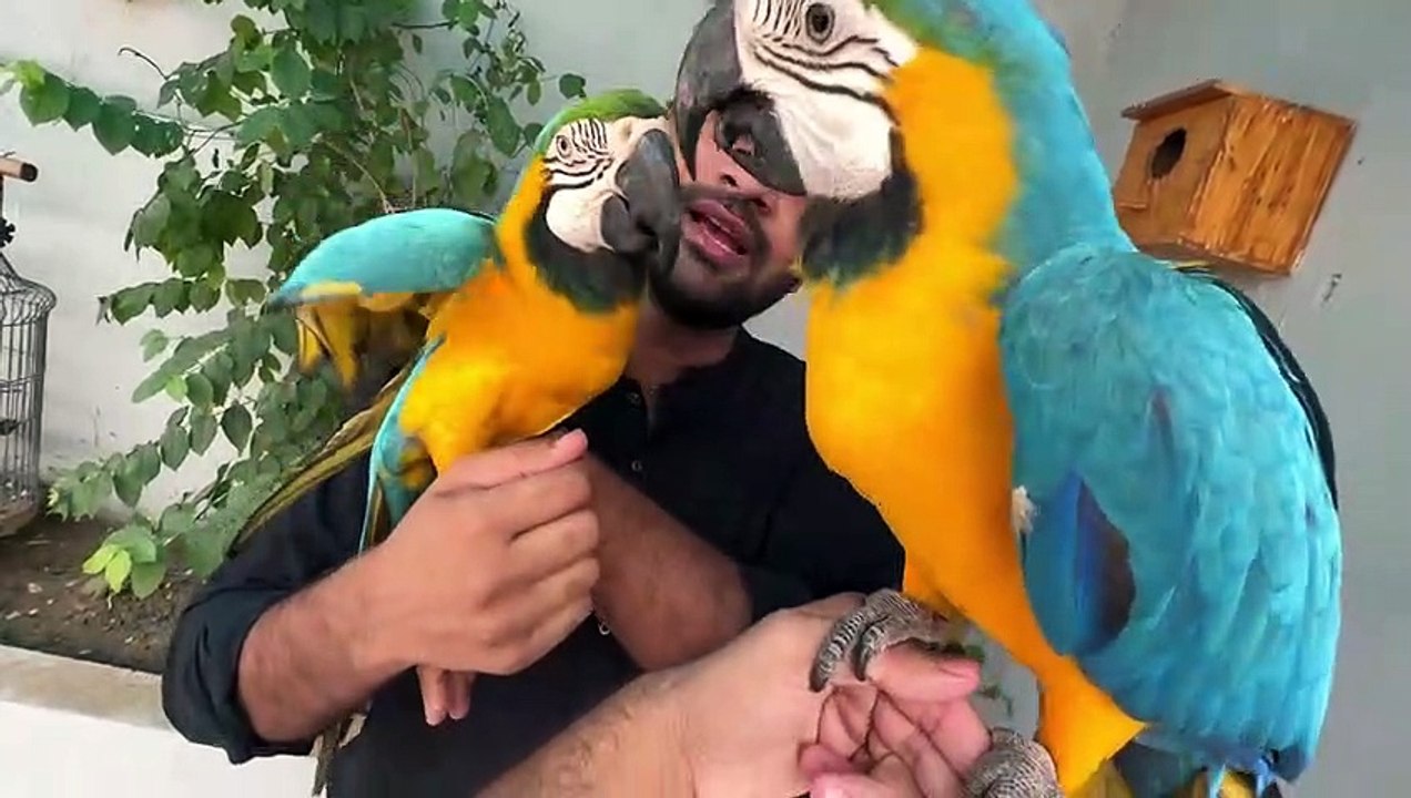 bye bye Jack Vizi Tm bht yad ao gy