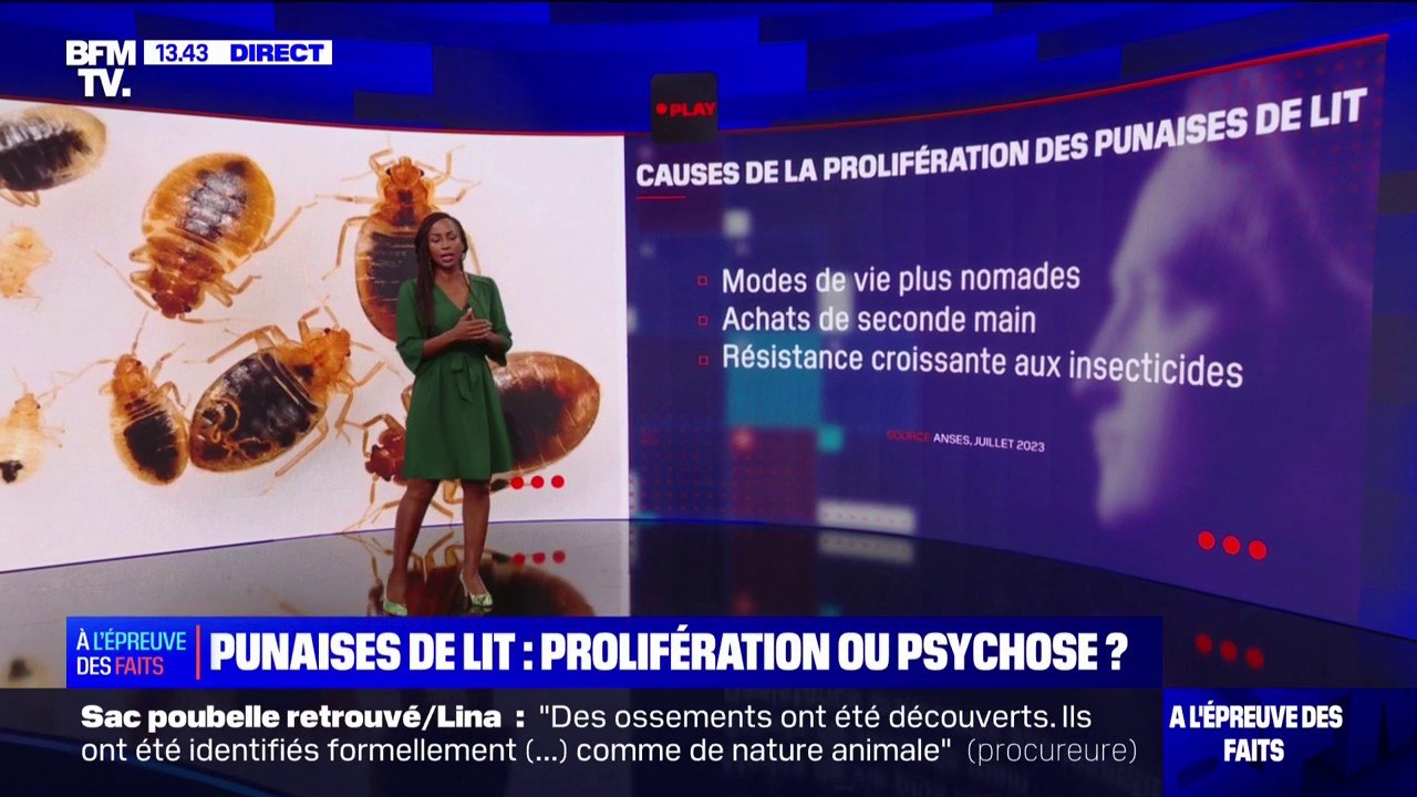 Punaises de lit: véritable prolifération ou sim...