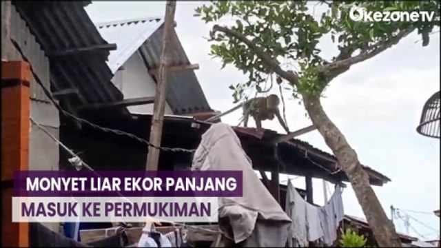 Bikin Resah! Monyet Liar Ekor Panjang Masuk ke Permukiman Warga di Medan