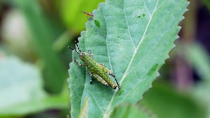 Grasshopper nymph & little wasp