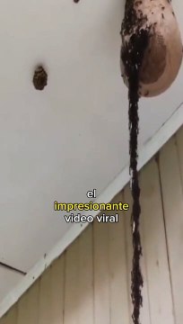 Video viral de Hormigas haciendo un puente para atacar un panal de avispas