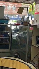 Shop Cat Knows Where to Find the Treats