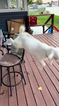 Goat Baby Funny Moments | Animals Funny Moments | Goat Playing With Little Baby | Babies And Animals #baby #babies #beautiful #cutebabies #animal #goat