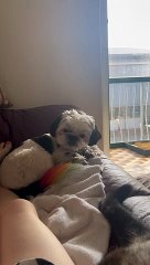 Un chien se couvre le nez après les pets du propriétaire