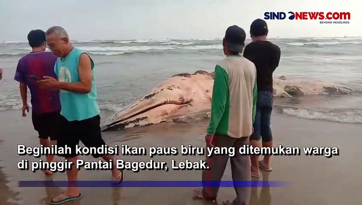 Paus Biru Terdampar dan Mati di Pantai Bagedur Lebak, Aroma Tak Sedap Ganggu Wisatawan