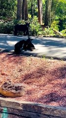 Bear Cub Siblings Play Together