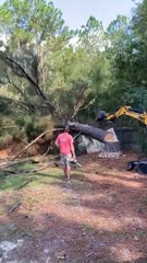 Un arbre abattu tombe sur une clôture et un hangar