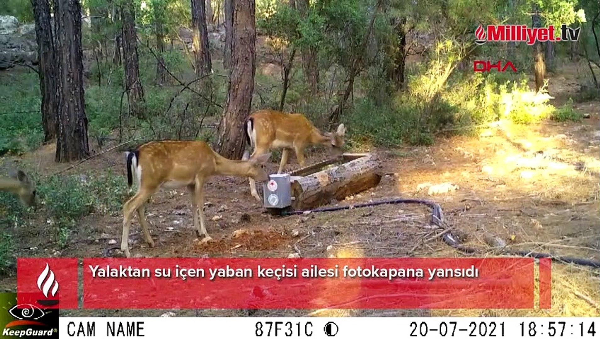 Yaban keçisi ailesi fotokapanda