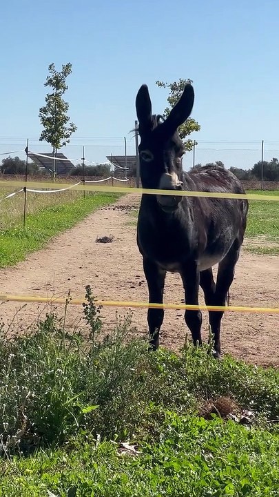 Donkey Smiles For The Camera