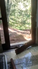 Black Bear Shatters Kitchen Window