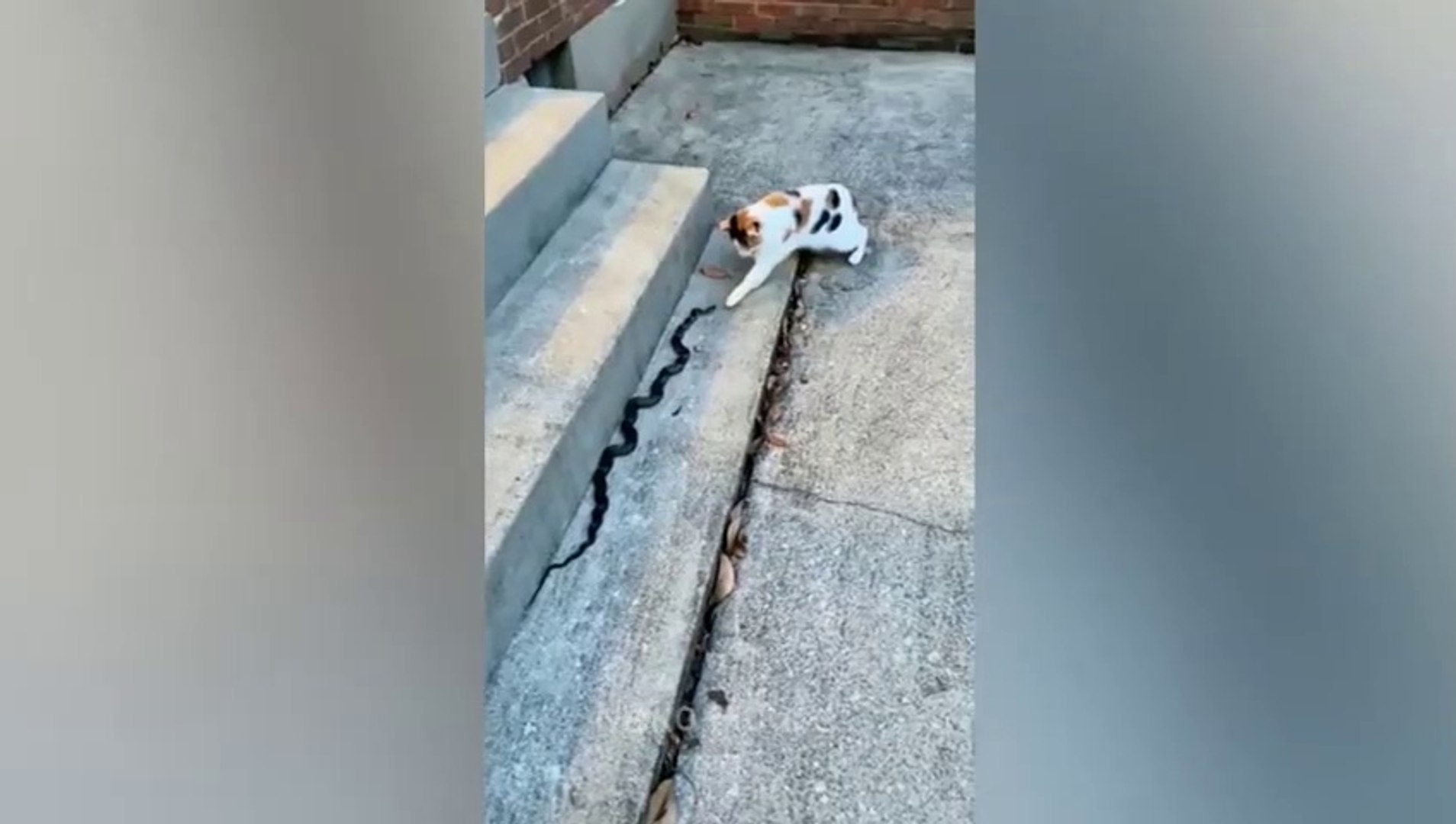 ⁣Funny Pets Video 2023 - Funniest Dogs And Cats