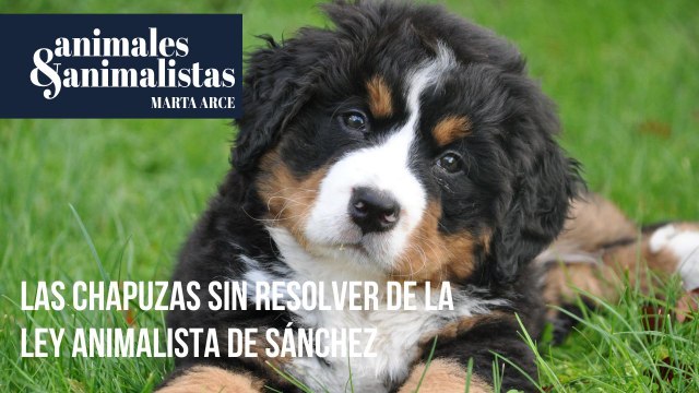 Ni curso para propietarios ni seguro obligatorio: las chapuzas sin resolver de la ley animalista