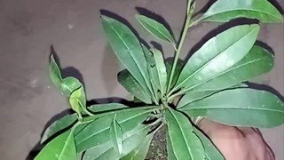 সফেদা / সবেদা বীজ থেকে চারা গাছ। how to grow Sapota plant। #shorts #Ananda D Garden