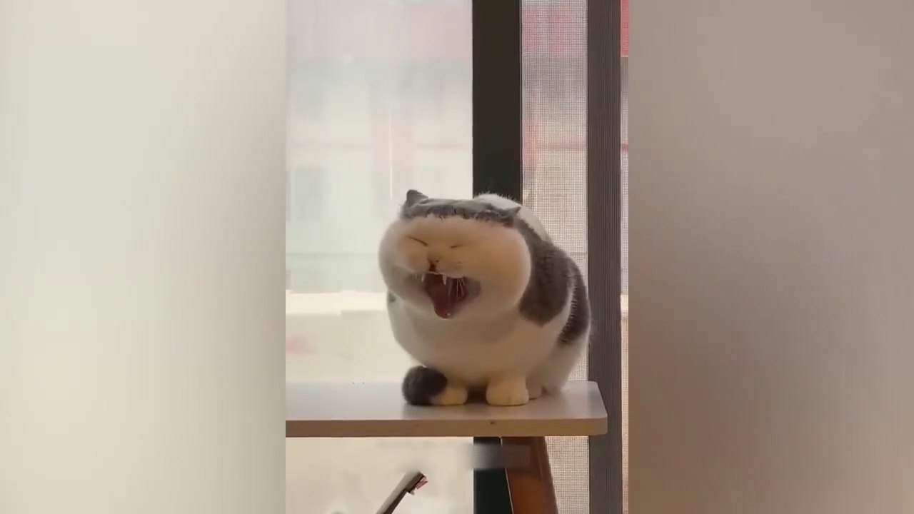 Funny Animal Video - Funniest Cats and Dogs Video