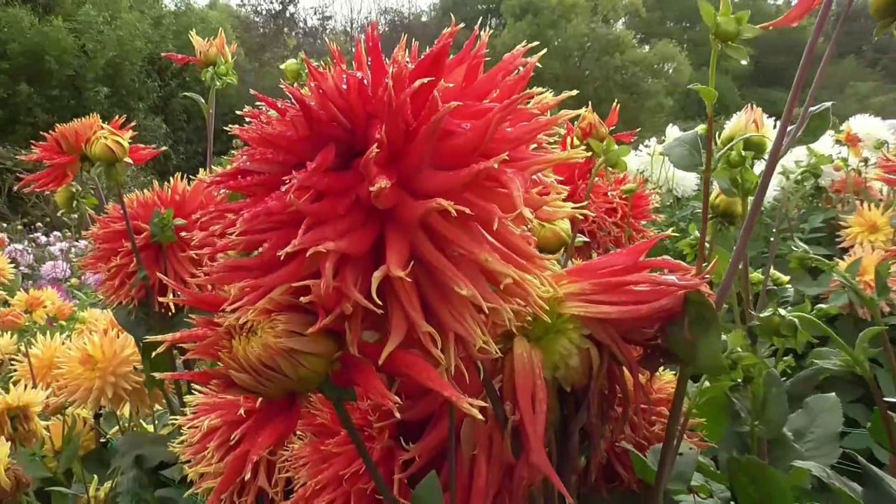 Dahlias COUTANCES