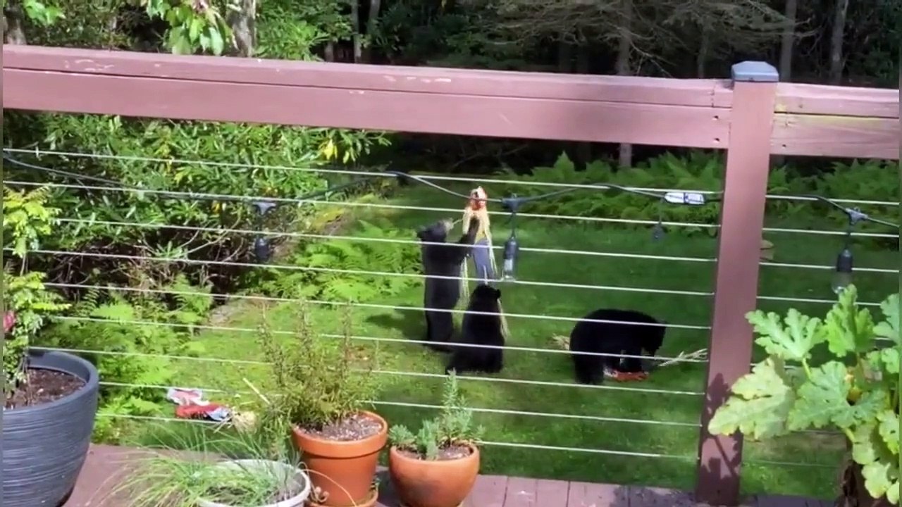 Baby Bear Playtime in Backyard