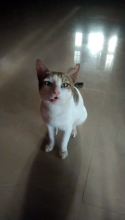Meow Meow Cat Video
