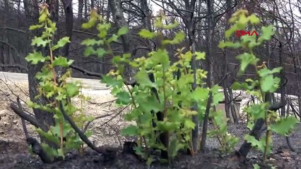 La végétation a recommencé à pousser après l'incendie de Çanakkale