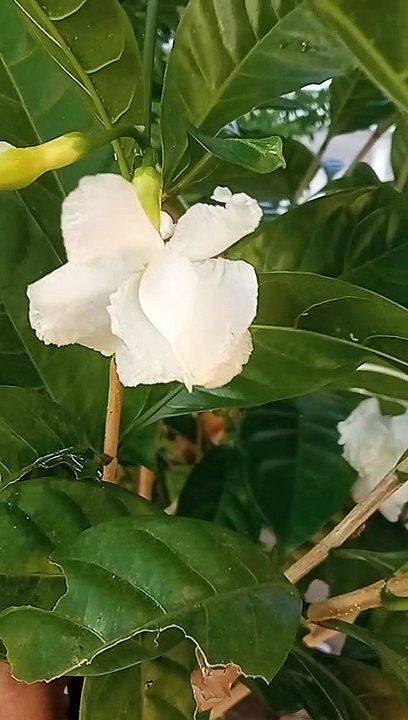Flower #1