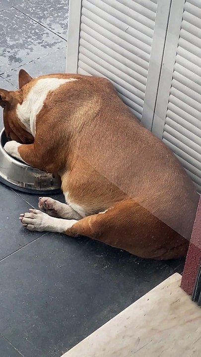 Bull Terrier Takes a Nap in Food Bowl