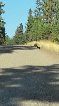Des observateurs klaxonnent au camion qui s’approche d’un ourson qui traverse