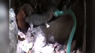 A Spectacular Showdown Between a Gecko and a Snake