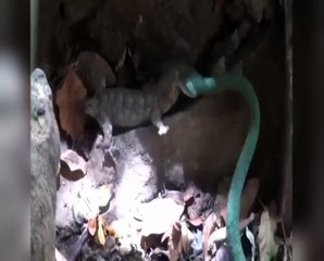 A Spectacular Showdown Between a Gecko and a Snake