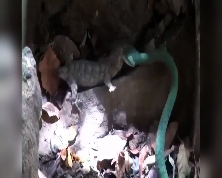 A Spectacular Showdown Between a Gecko and a Snake
