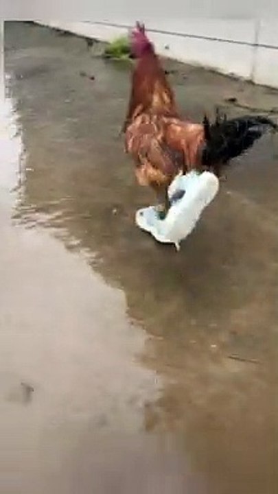 Gallo con zapas lol, Visto Telegram, Humor la cafetera,