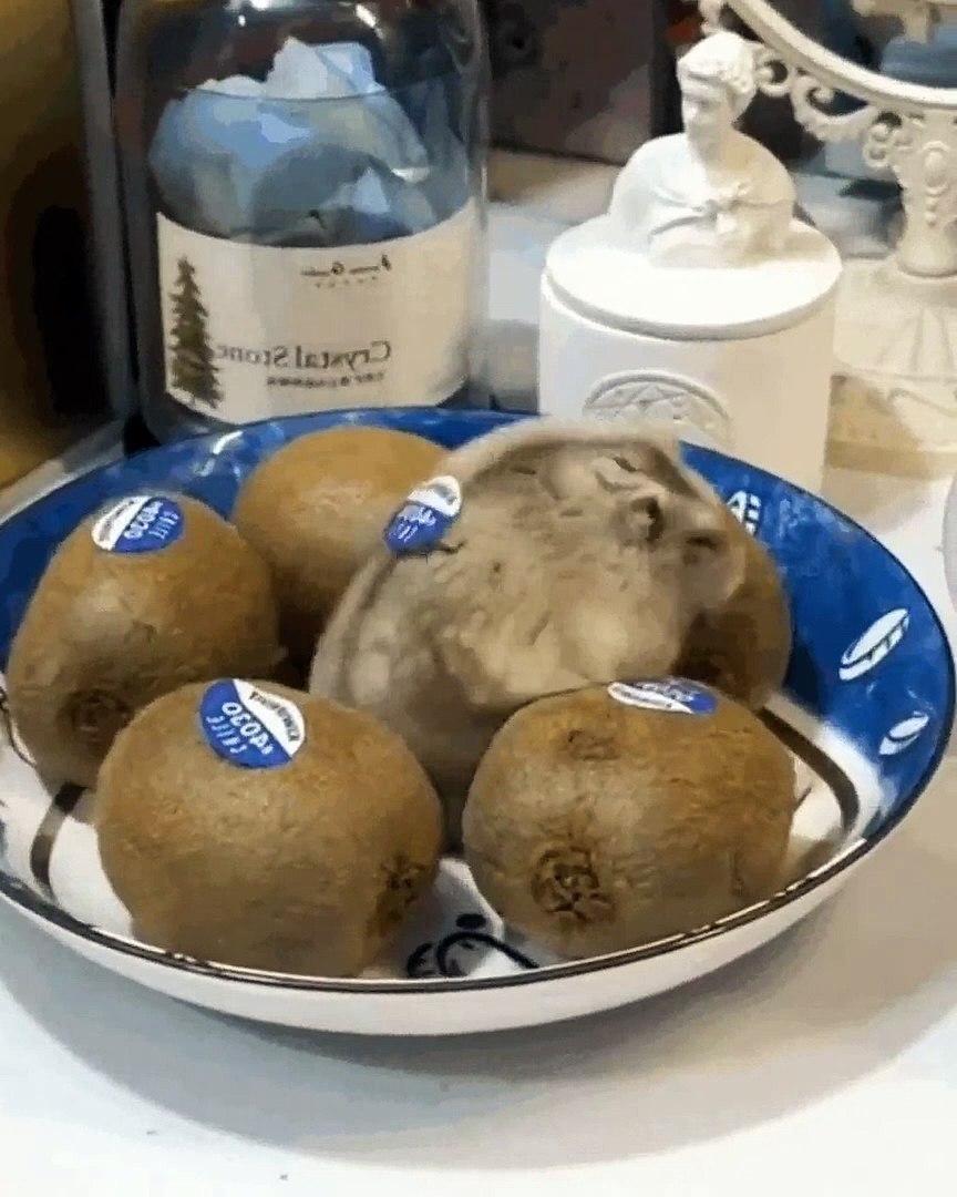 Kiwis lol, Visto Telegram, Humor la cafetera,