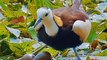 Beautiful Nature Status Video | Beautiful Birds in the World 07 | Beautiful Relaxing Video