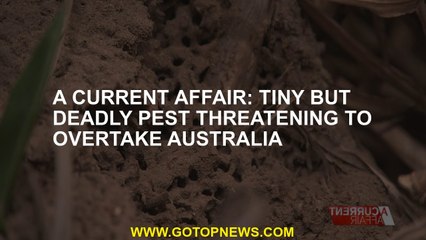 A Current Affair: Tiny but deadly pest threatening to overtake Australia