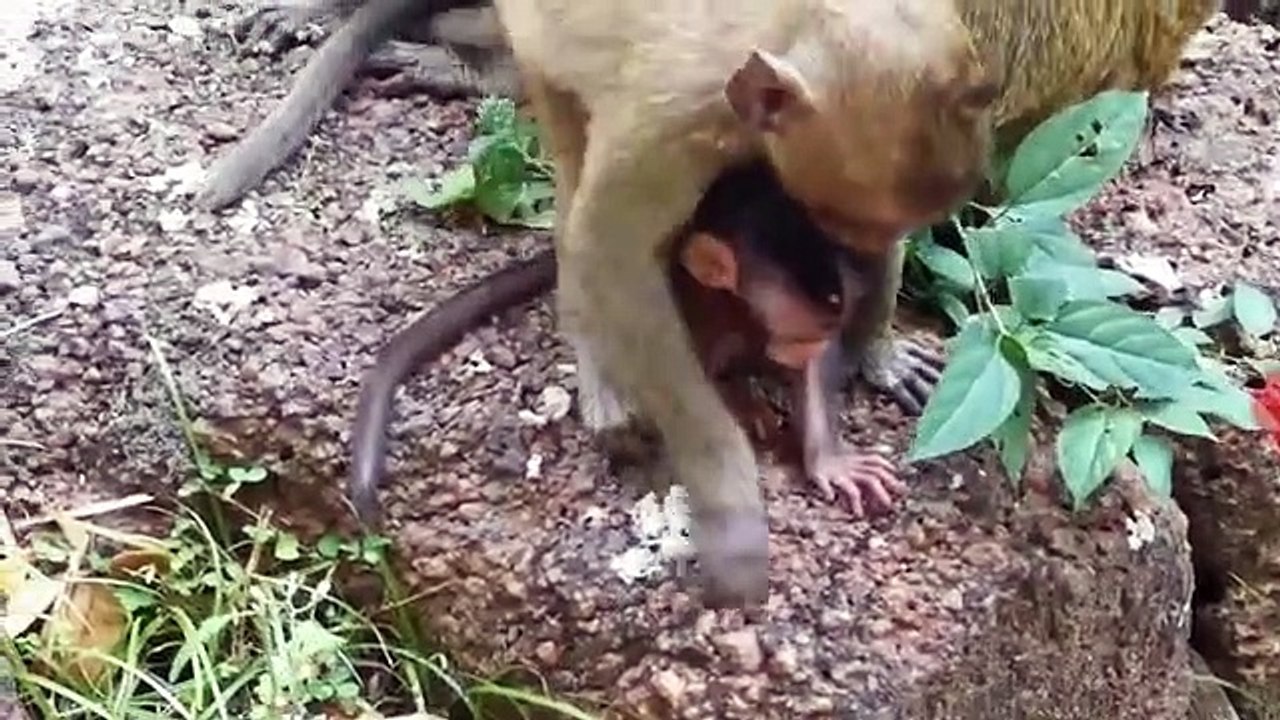 Monkey -Sweet Pea and Lori