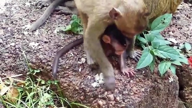 Monkey -Sweet Pea and Lori