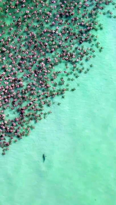Un drone capture une attaque de requin sur un banc de raies en Floride : une vidéo à couper le souffle