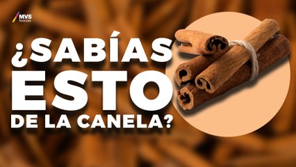 Conoce los SECRETOS de esta INCREÍBLE corteza